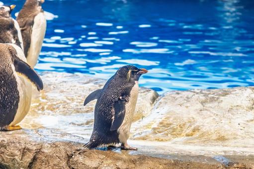 岩場を歩くペンギン 岩場を歩くペンギン ペンギン,水族館,綺麗の写真素材