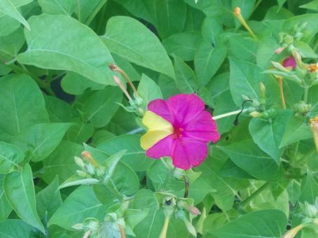 花 花の写真