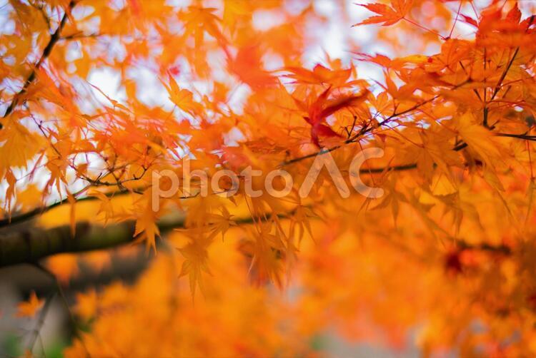 秋色に染まる箱根の街並み 秋,秋色,紅葉の写真素材