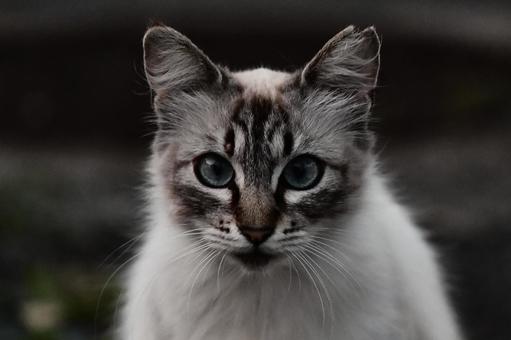 猫 猫の写真