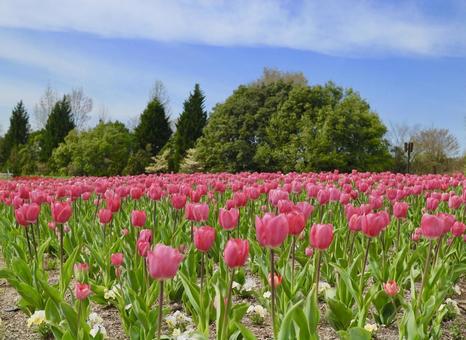 チューリップ畑 チューリップ,花畑,花の写真素材