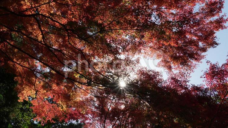 鹿児島県霧島市霧島神宮の紅葉 山,屋外,さわやかの写真素材