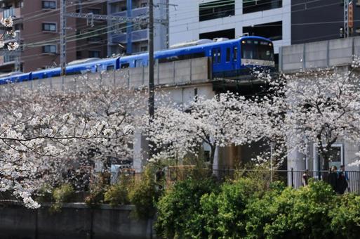 電車と桜 電車と桜の写真