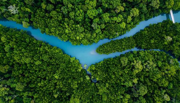 熱帯雨林、蛇行する川の写真