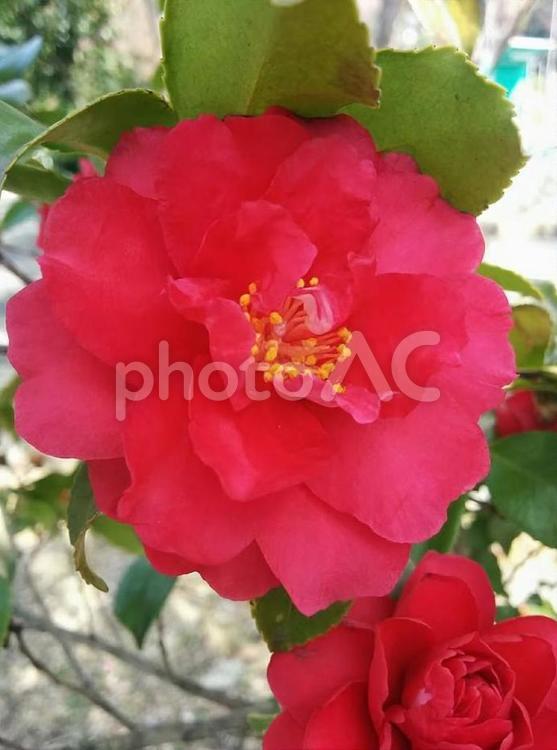 花　椿　つばき　ツバキ　理想の愛　謙遜　誇り　完璧な魅力　気取らない優美さ 2 花,椿,つばきの写真素材