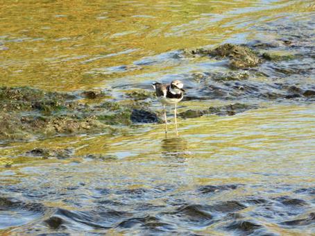 Photo, bird, wild bird, little ringed plover, 