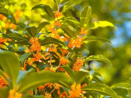 鮮やかに咲き、薫る金木犀の花　1 金木犀,花,秋の写真素材