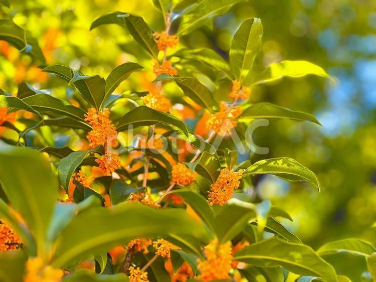鮮やかに咲き、薫る金木犀の花　1 金木犀,花,秋の写真素材