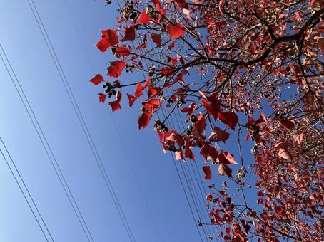 空と紅葉 紅葉,彩り,秋の写真素材