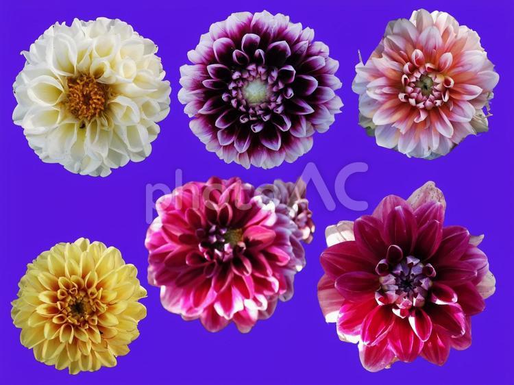 ダリア(切り抜き用) ダリア,切り抜き,花の写真素材