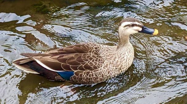 鴨 鴨,２羽,鳥の写真素材