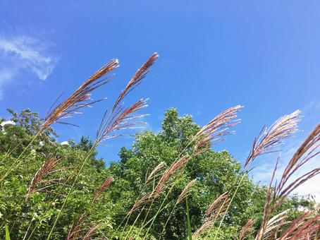 すすき1 すすき1の写真