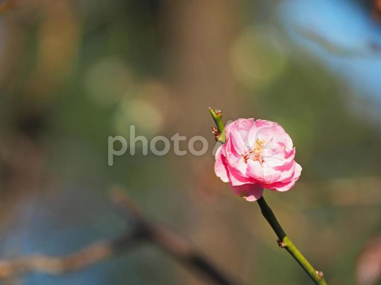 綺麗に咲いている梅の花 梅,ピンク色,赤色の写真素材