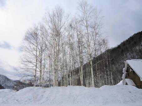 冬の白樺 風景,景色,雪の写真素材