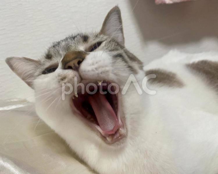 欠伸をするシャムトラ猫様 あくび,猫,眠たいの写真素材
