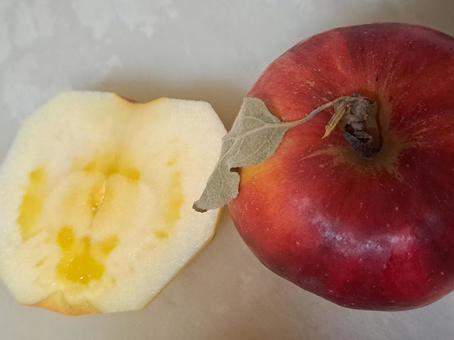 蜜リンゴ1 蜜リンゴ1 秋,甘い,秋の味覚の写真素材