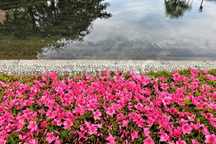 小川のほとりに咲いたツツジの花 小川,ツツジ,花の写真素材