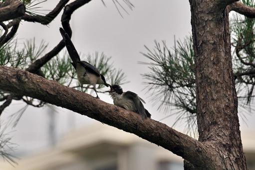 幼鳥に餌を与えるオナガの親鳥 幼鳥に餌を与えるオナガの親鳥 オナガ,尾長,鳥類の写真素材