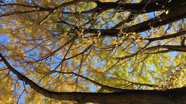 銀杏の紅葉　黄葉 銀杏,イチョウ,紅葉の写真素材