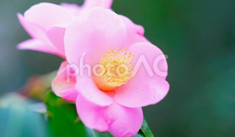 百合が原公園のお花畑 ツバキ,アップ,公園の写真素材