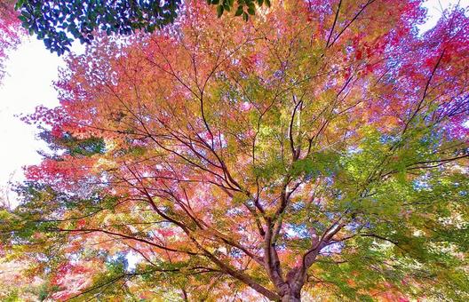 カラフルなもみじの紅葉 カラフルなもみじの紅葉 紅葉,もみじ,秋の写真素材