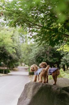 夏の公園で散歩するトイプードル 夏の公園で散歩するトイプードルの写真