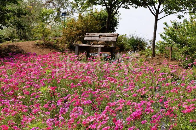 ５月中旬の志々島のナデシコとクロアゲハ ナデシコ,花,ピンクの写真素材