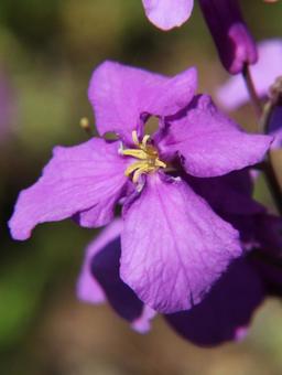 Photo, great altace, a flower, 4 petals, 