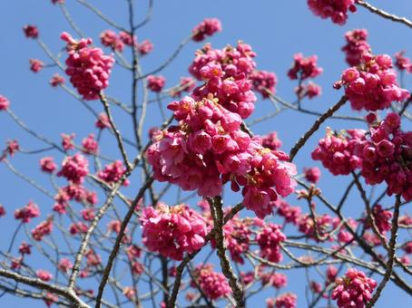 3月中旬、開花の近いカンヒザクラ 3月中旬、開花の近いカンヒザクラの写真