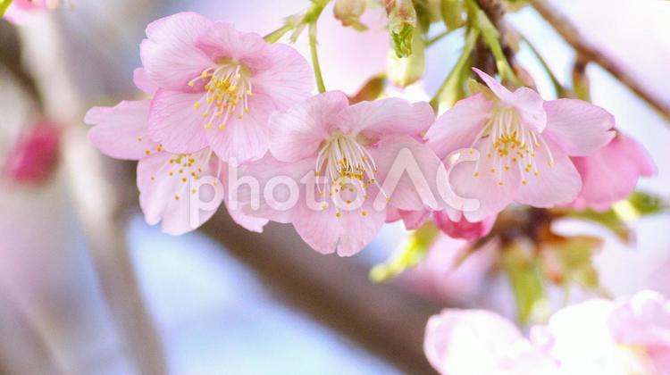 早咲き桜-542 桜,さくら,河津桜の写真素材