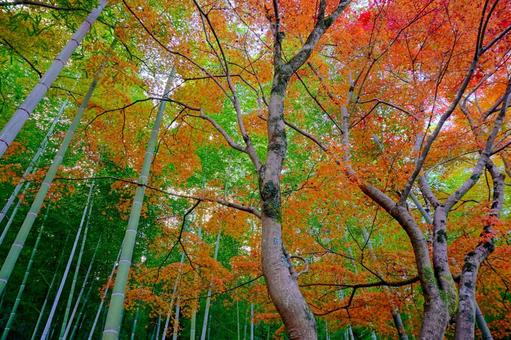 晩秋の色どり 晩秋の色どり 京都,嵐山,kyotoの写真素材