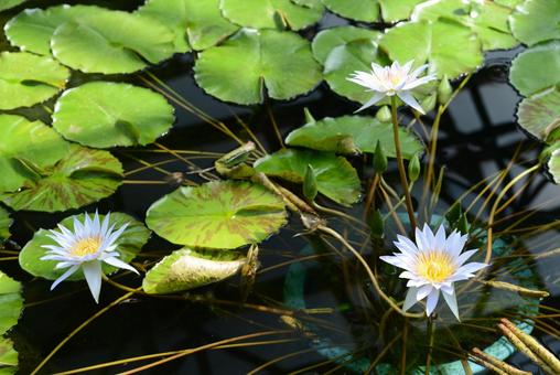 蓮の花♪ 蓮の花♪の写真
