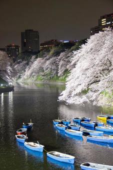 千鳥ヶ淵の桜とボート ライトアップ1 千鳥ヶ淵の桜とボート ライトアップ1の写真