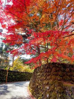 軽井沢・石垣沿いの紅葉道 軽井沢・石垣沿いの紅葉道 紅葉,モミジ,石垣の写真素材