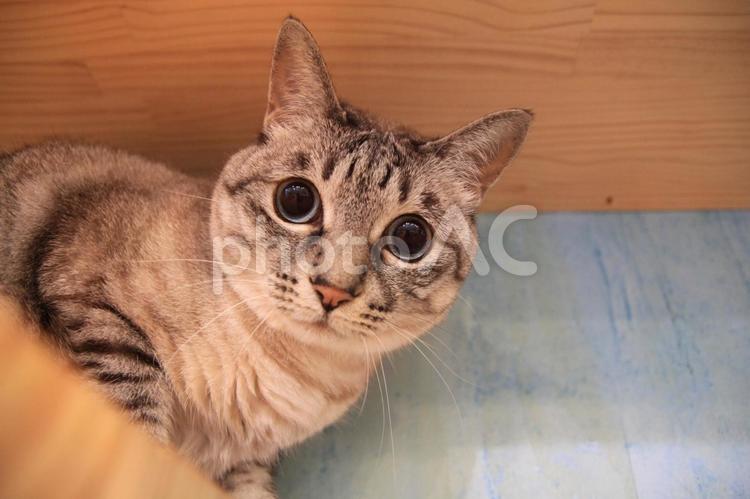 のぞきこむ猫 猫,アップ,タビーの写真素材