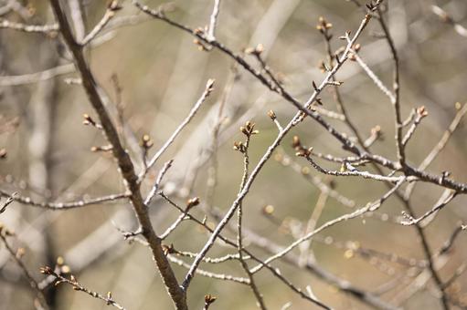 河津桜の蕾 河津桜の蕾の写真
