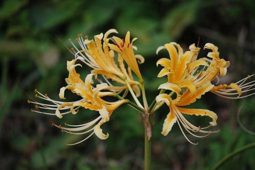 [Flower photo] Scenery of blooming red spider lilies, JPG