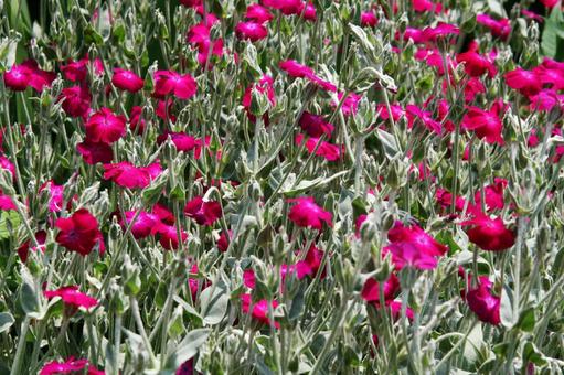 リクニス・スイセンノウの写真