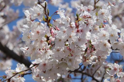 満開の桜 sakura,桜,さくらの写真素材