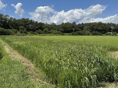 ヒエが生えた夏の田んぼ ヒエが生えた夏の田んぼの写真