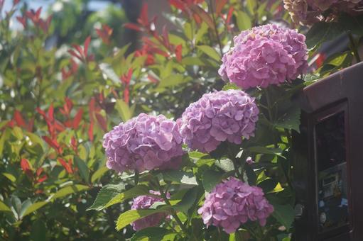 Photo, hydrangea, rainy season, rain, 