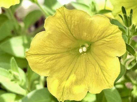 Photo, petunia, tsubukane morning glory, punching the root of the face of yan, 