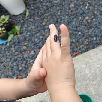 ダンゴムシを手に乗せた ダンゴムシを手に乗せた ダンゴムシ,昆虫,子供の写真素材