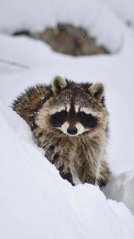 雪の中のたぬき 雪の中のたぬきの写真