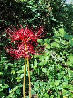 彼岸花e 彼岸花e ヒガンバナ,自然,秋の写真素材