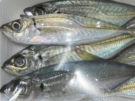 魚 魚,食材,海鮮の写真素材