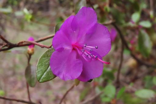 Photo, wander, pink flowers, trees, 