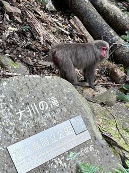 屋久島　大川の滝のヤクザル 猿,屋久島,観光地の写真素材