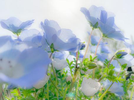 Nemophila, JPG Nemophila, nemophila, nemofila, azul, JPG
