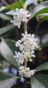 柊と銀木犀の子どもの写真